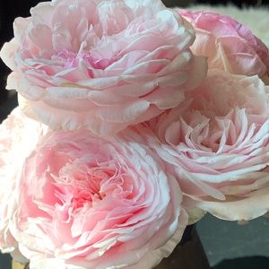 Meet your Posher, Alice